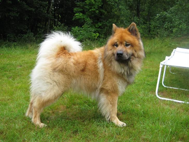 Eurasier Louis - Den Smukke, i sverige (: billede 4