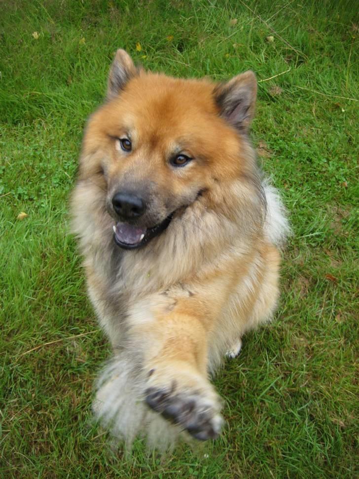 Eurasier Louis - "Pote" :D<3 billede 5
