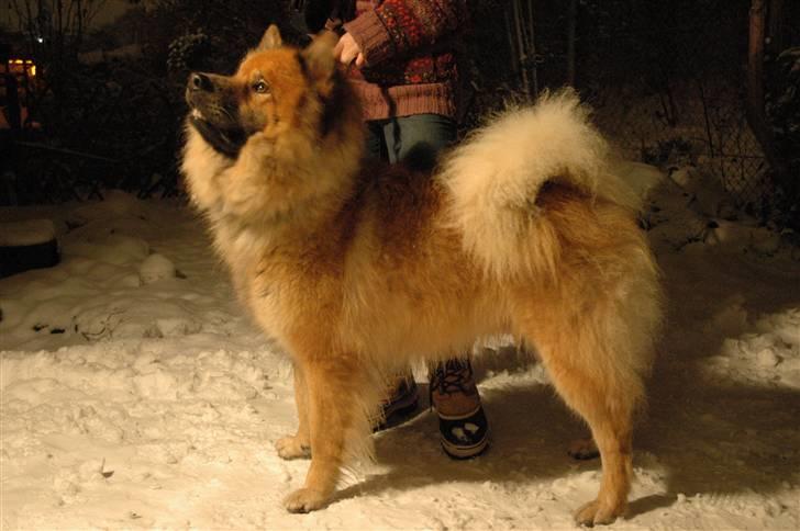 Eurasier Louis - i sneen igen (: en aften i januar 2010. billede 6