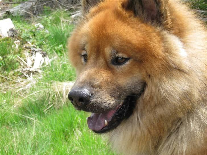 Eurasier Louis - Søde Buddie (som jeg kalder ham) i sverige (´:<3 billede 7