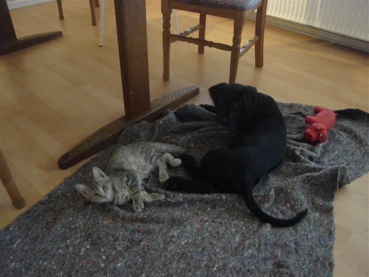 Blanding af racer Zoe - Første gang hund og kat delte tæppe og de har ikke gjort det siden... billede 6