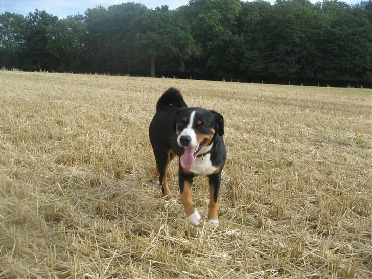 Appenzeller sennenhund Mosca vom Bachsertal billede 1