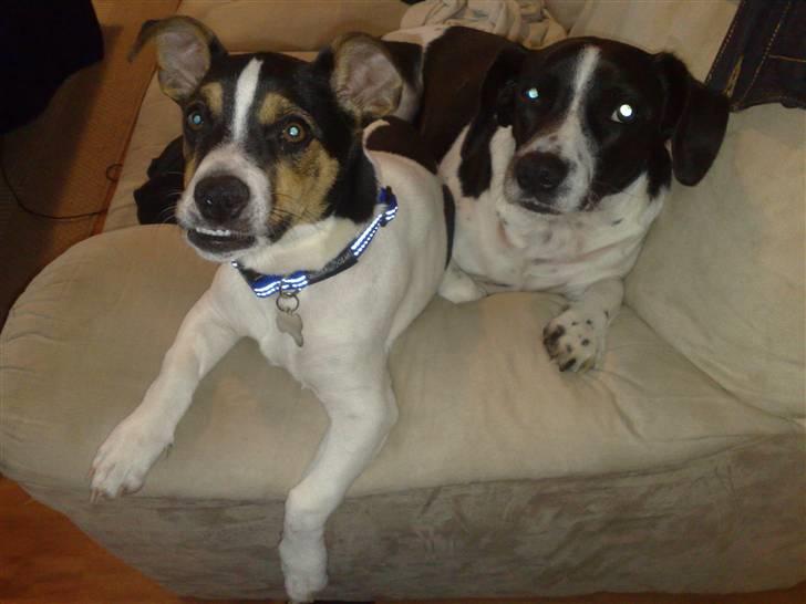 Dansk svensk gaardhund Bandit billede 9