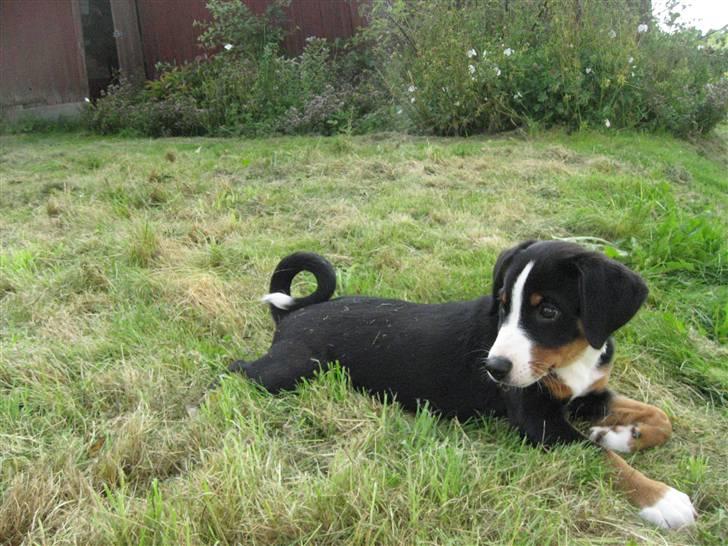 Appenzeller sennenhund Mosca vom Bachsertal - jeg har også været lille en gang billede 2
