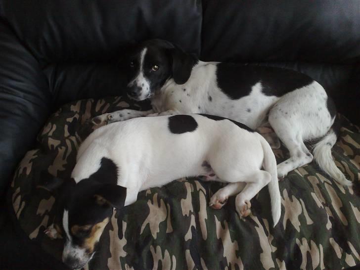 Dansk svensk gaardhund Bandit - Vi hygger i vores sofa billede 10