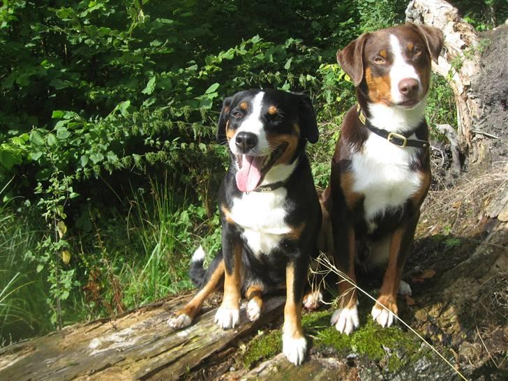 Appenzeller sennenhund Mosca vom Bachsertal - Her er jeg sammen med min mand, faren til mine kommende hvalpe billede 3