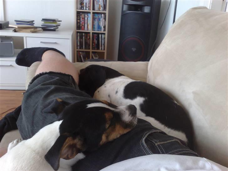 Dansk svensk gaardhund Bandit - Smooky og mig ligger og sover på far.. billede 11