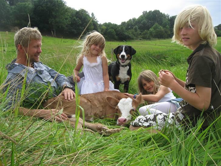 Appenzeller sennenhund Mosca vom Bachsertal - vi tager godt imod kalvene hjemme hos os billede 4