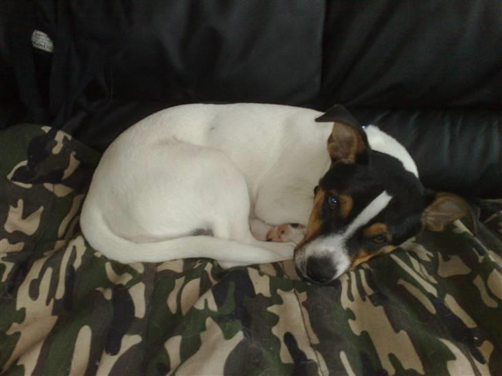 Dansk svensk gaardhund Bandit - Lille mig i vores sofa billede 13