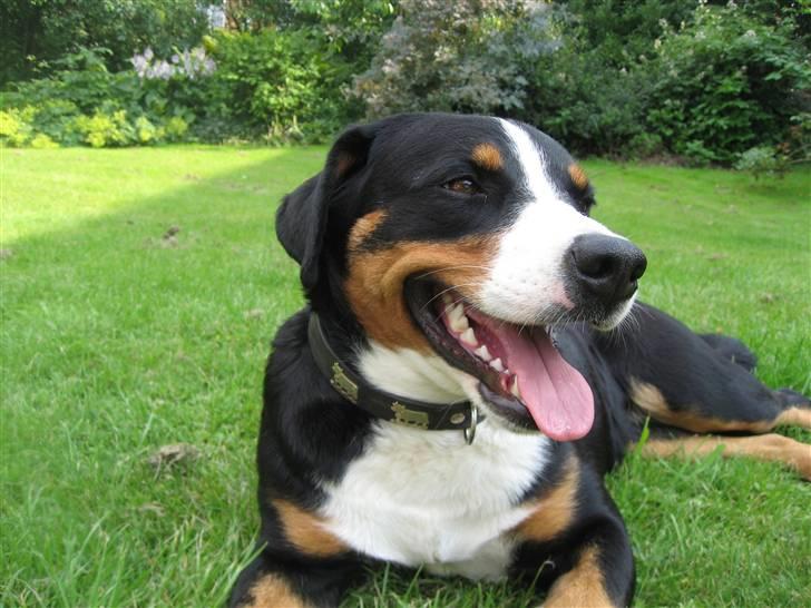 Appenzeller sennenhund Mosca vom Bachsertal billede 5