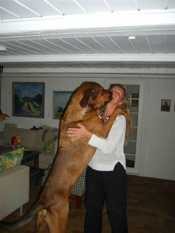 Blanding af racer Julle Cæsar - Jeg  elsker at hoppe op og kysse min mor - Hun kalder mig en kyssehund ! billede 1