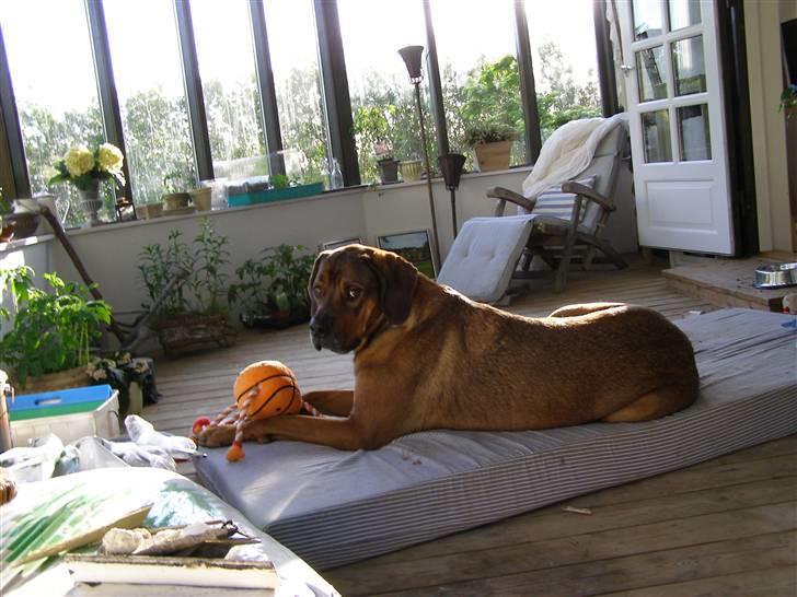 Blanding af racer Julle Cæsar - Jeg kan simpelt hen ikke undvære min madres, min mor tar den med alle steder vi skal hen for jeg kan ikke tåle at ligge på noget hårdt! billede 2