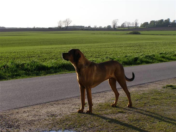 Blanding af racer Julle Cæsar - Her foran vores hus kan jeg stå og holde oje med det hele ... og lige kontrolere bilerne der kører forbi! -det kunne jo være gæster til mig! billede 3