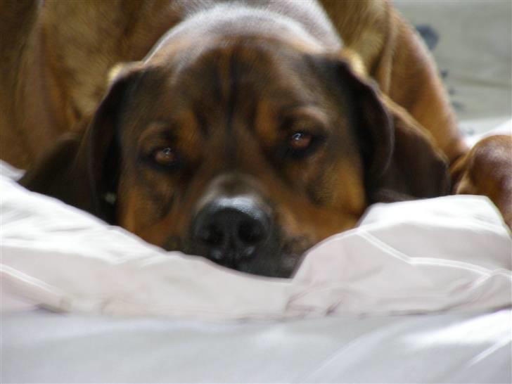 Blanding af racer Julle Cæsar - Ja! -som sagt kan jeg ikke tåle at ligge hårdt, så derfor sover jeg også i min mors seng om natten. Hun siger altid når vi skal i seng: Kom så Julle vi skal putsovski!  billede 4