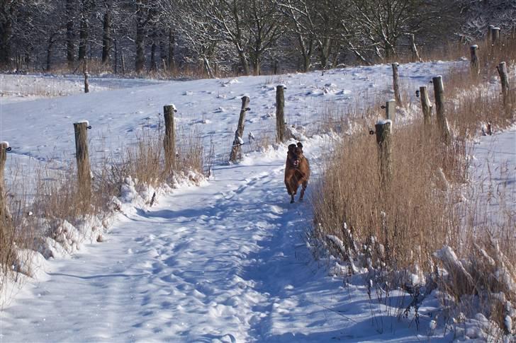 Blanding af racer Julle Cæsar - Ja! -jeg kan jo også ligne et monster når jeg løber stærkt! -det er jo svært at styre al den slappe skind! billede 5