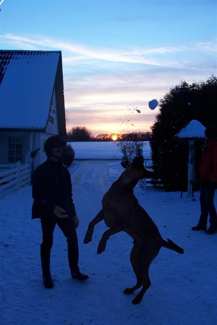 Blanding af racer Julle Cæsar - Det er sjovt om vinteren -der kaster rytterne snebolde og leger med mig! billede 6