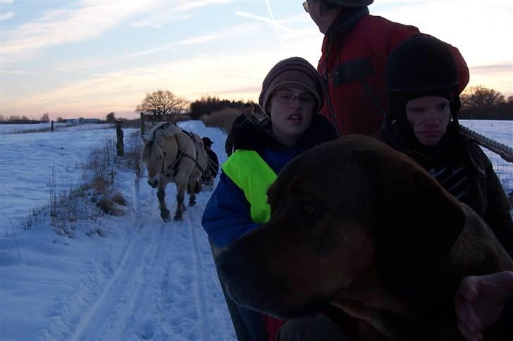 Blanding af racer Julle Cæsar - Vi kører slæde når der er sne nok og så må jeg også komme med i vognen! billede 7