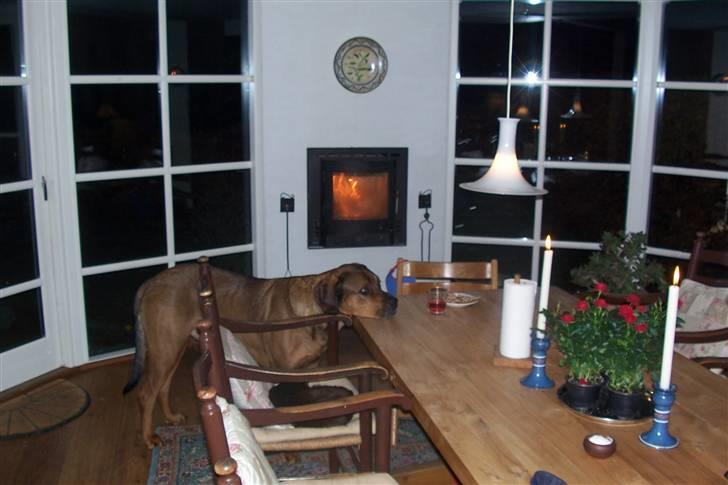 Blanding af racer Julle Cæsar - -Mon jeg får noget, hvis jeg lige giver dem et vink med en vognstang! billede 8