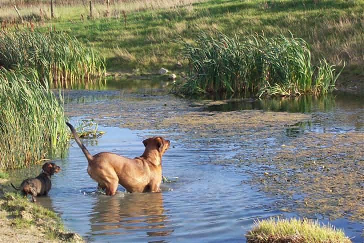 Blanding af racer Julle Cæsar - -He he! -de vil lokke mig til at svømme over ved at råbe og skrige på den anden side!!! -Men! den går ikk med mig! billede 9
