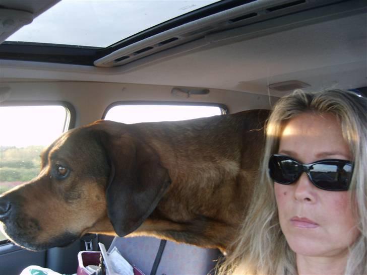 Blanding af racer Julle Cæsar - Jeg elsker vores bil og holder godt øje med alt på hele turen! -det kan godt være lidt hårdt indimellem når vi kører til København ... det er altså ca 90 km ... Hver vej!! billede 10