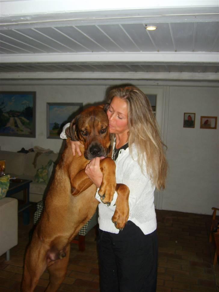 Blanding af racer Julle Cæsar - -Ja ja min mor kalder mig kyssehund! ... -måske er det fordi hun elsker at kysse mig??? billede 11