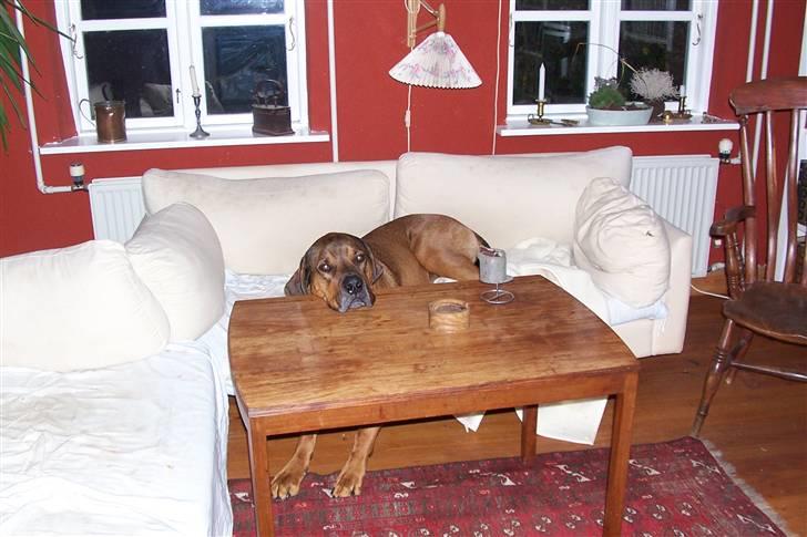 Blanding af racer Julle Cæsar - .........Jeg keder mig! Støn! billede 12