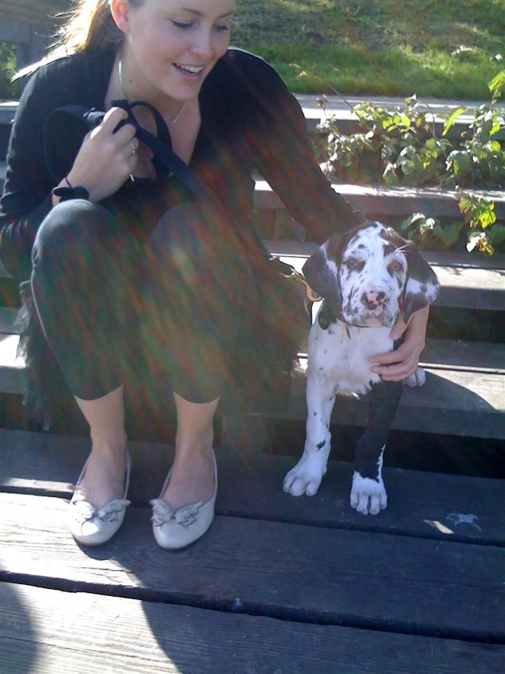 Grand danois Alma - Lille tur ned til slots søen i kolding :) billede 6