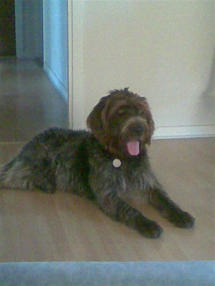 Ruhåret hønsehund Sinco - Sinco 1 år billede 7