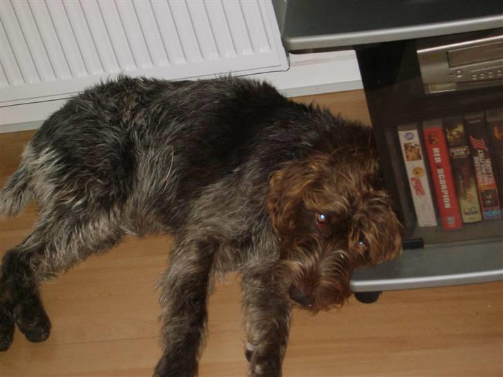 Ruhåret hønsehund Sinco - Det er hårdt at være 1 år billede 8