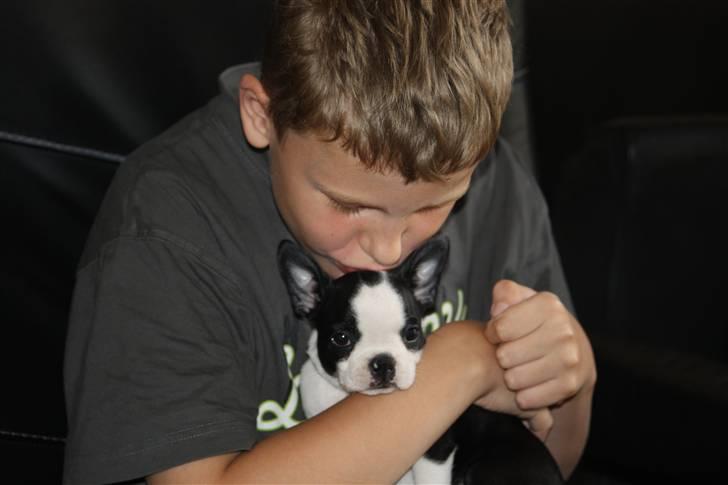 Boston terrier Lilly billede 7