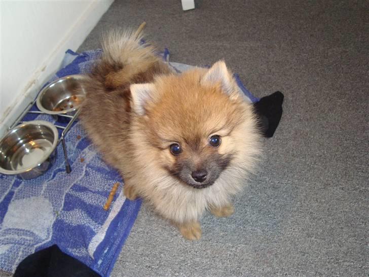Pomeranian Theo billede 1