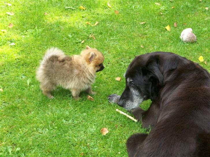 Pomeranian Theo billede 2