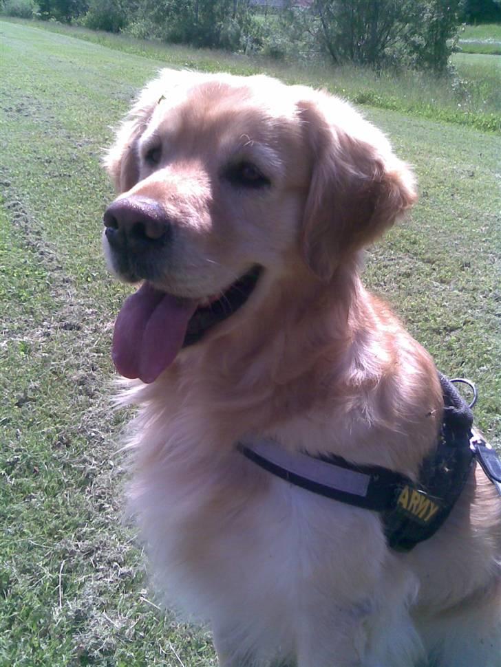 Golden retriever Figo - Er jeg ikke en dejlig dreng! billede 1
