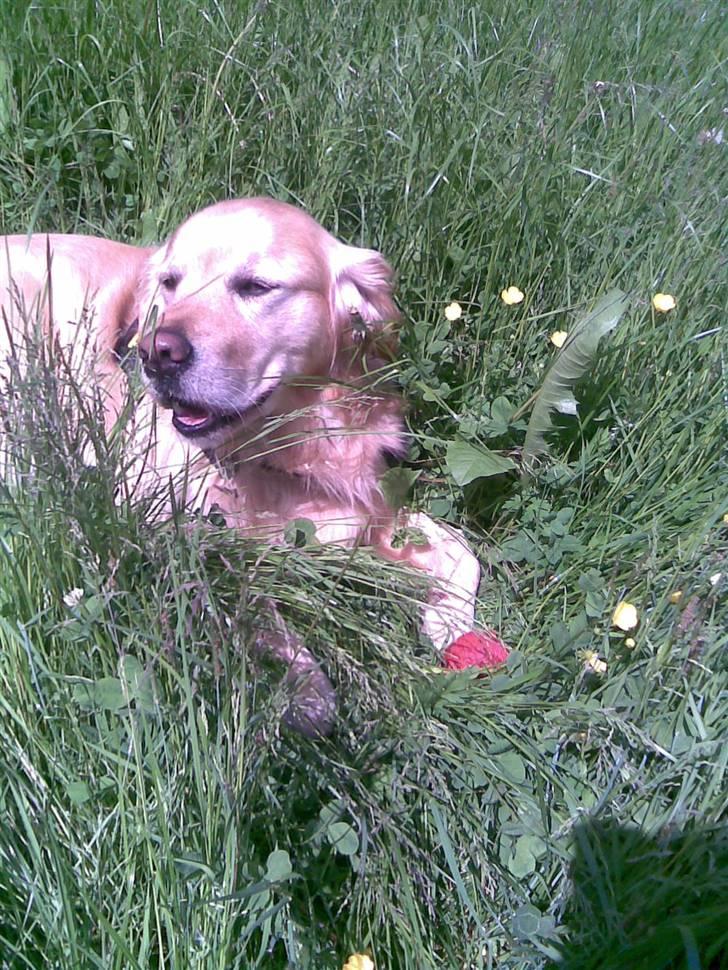 Golden retriever Figo - Sååååååå dejligt med solskin:) billede 2