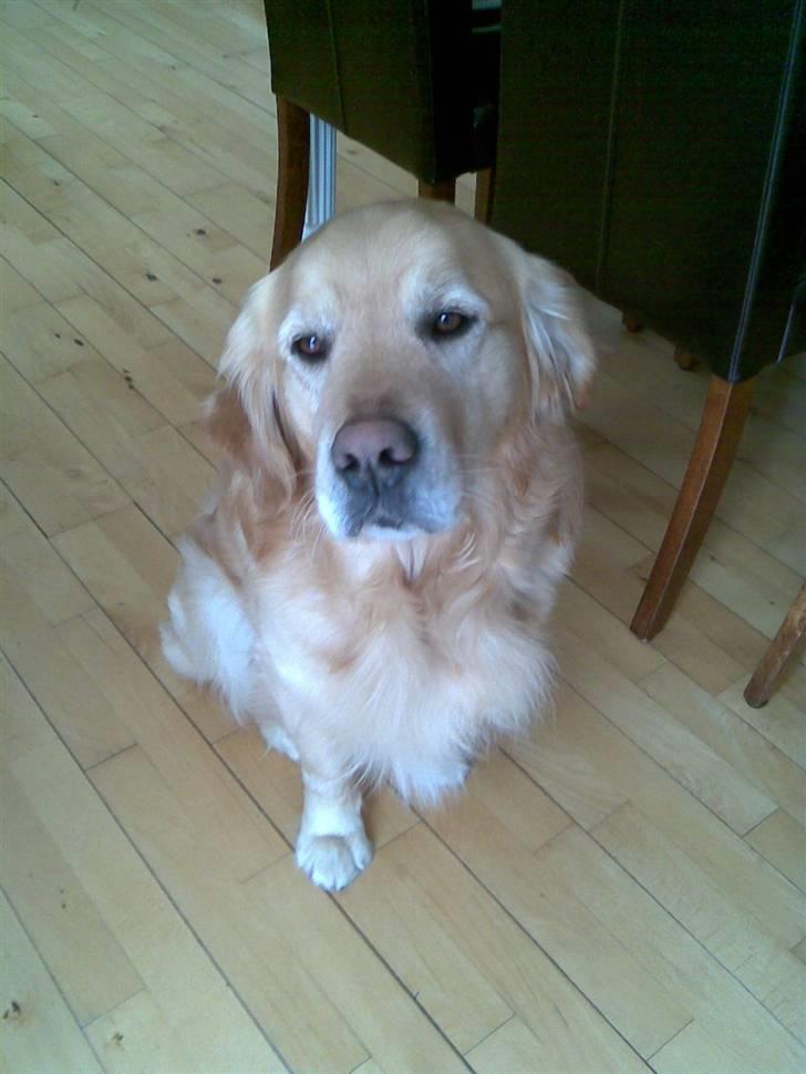 Golden retriever Figo - Uha, det er tæt på mor:)  billede 3