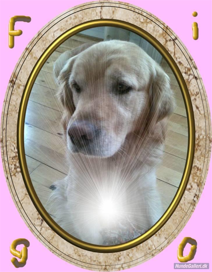 Golden retriever Figo - Lige pyntet lidt:) billede 4