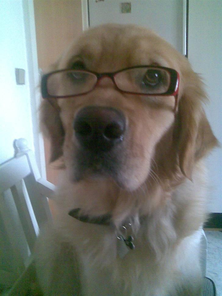 Golden retriever Figo - Smukke mig!!!!!! billede 5