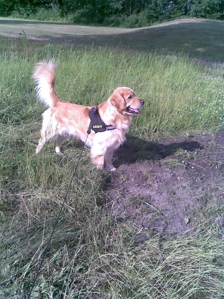 Golden retriever Figo - Er jeg en en sød dreng:) billede 6