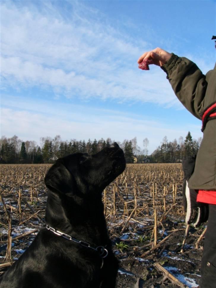 Labrador retriever Soya (Moselund's Sulbæk) - Soya på marken med min bror. Foto: mig billede 4