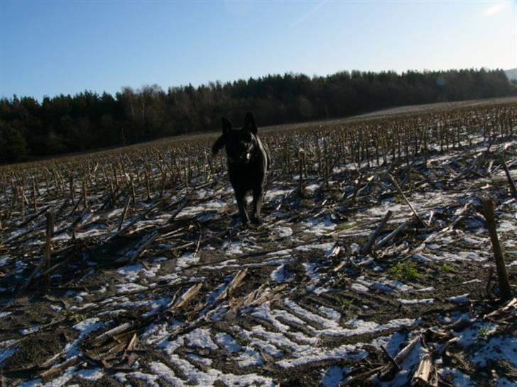 Labrador retriever Soya (Moselund's Sulbæk) - Glad hund på marken ;D Foto: mig billede 5