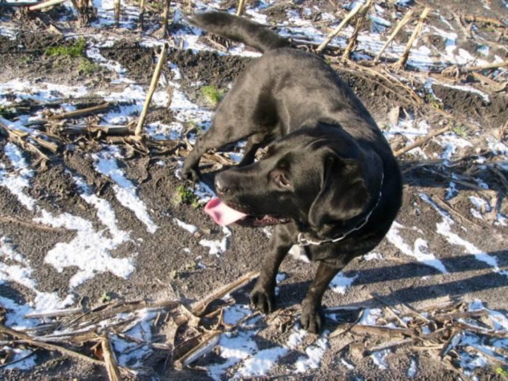 Labrador retriever Soya (Moselund's Sulbæk) - Soya på marken.. Foto: mig billede 6