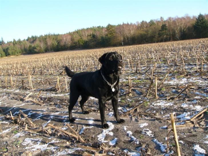 Labrador retriever Soya (Moselund's Sulbæk) - Soya kigger efter sin bold xD Foto: mig billede 7