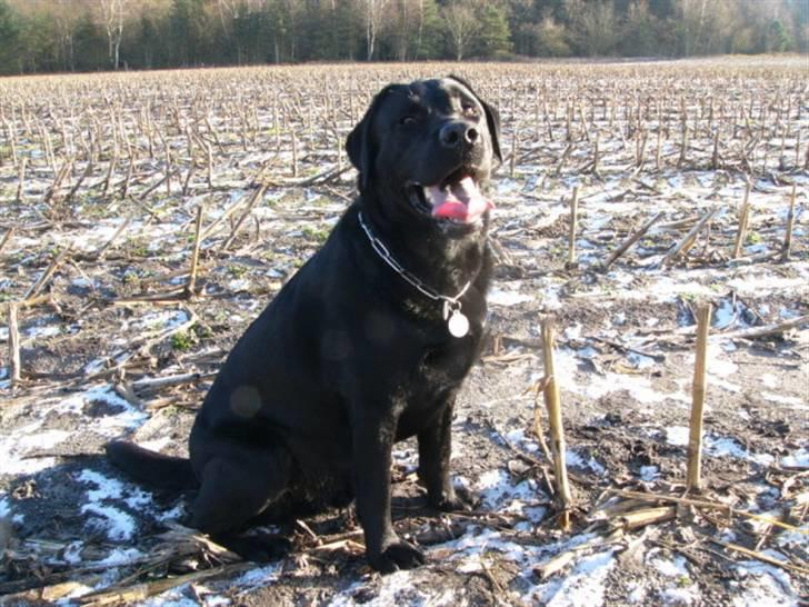 Labrador retriever Soya (Moselund's Sulbæk) - Livet er herligt ;D Foto: mig billede 8