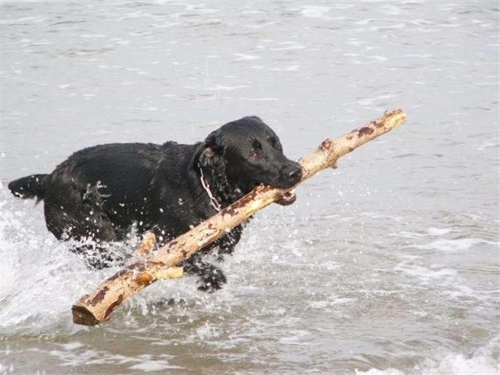 Labrador retriever Soya (Moselund's Sulbæk) - Vand og pind, Soya er i himlen :D Foto: mig billede 9