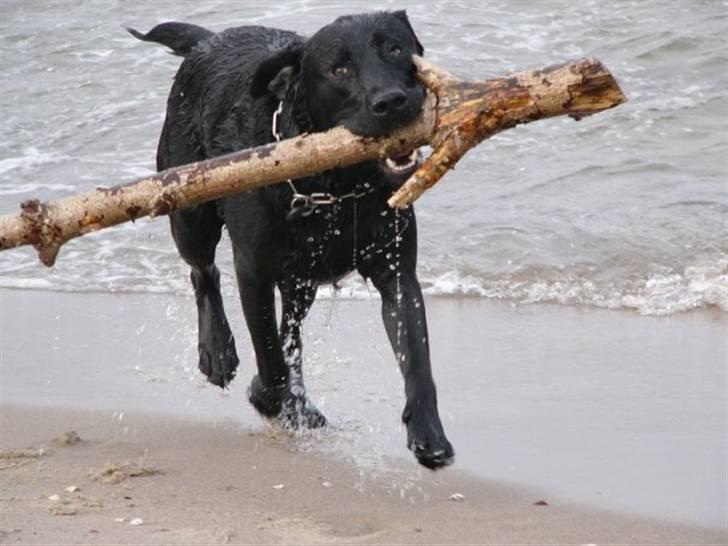 Labrador retriever Soya (Moselund's Sulbæk) - Glad hund ved ukendt strand på Sjælland ;b Foto: mig billede 10
