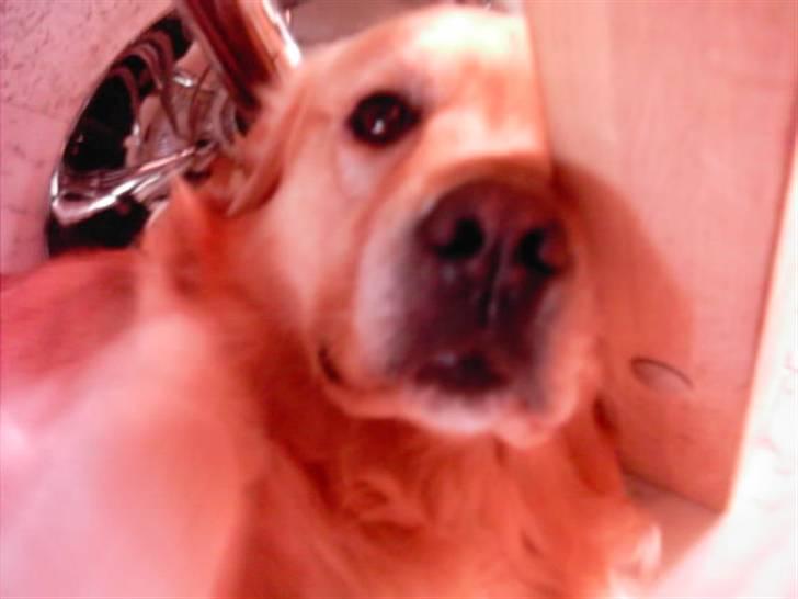 Golden retriever Figo - Altså mor, skal jeg nu fotograferes igen igen!! billede 7
