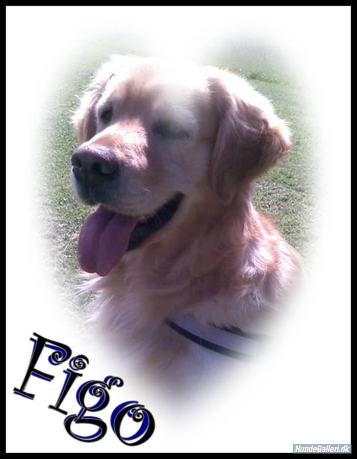 Golden retriever Figo - Er jeg ikke bare lækker!  billede 9