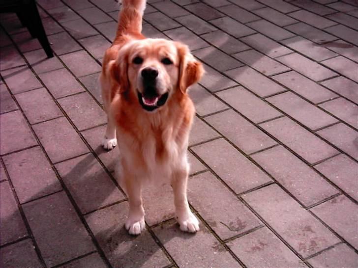 Golden retriever Figo - Er du klar til at spille bold:) billede 10