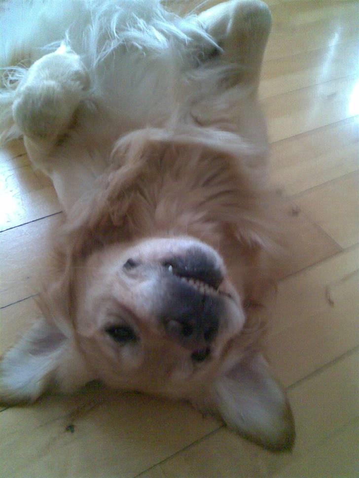 Golden retriever Figo - Nuuuuuul huller;)  billede 11
