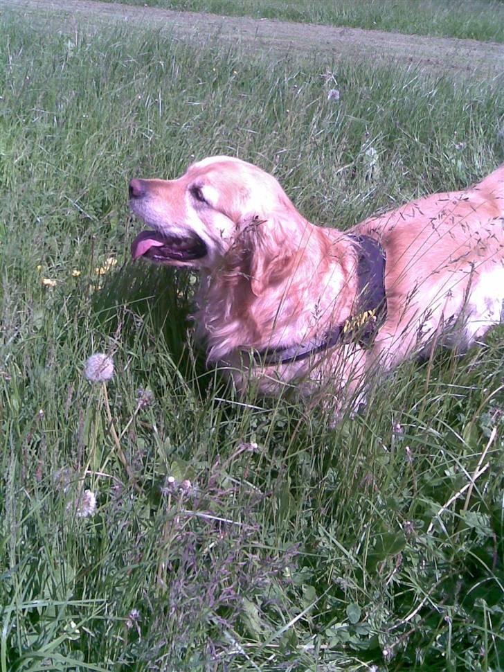 Golden retriever Figo - Py ha, hvor er det varmt! billede 12